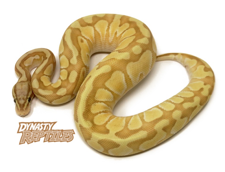 pic Enchi Butter Pastel Ball Python