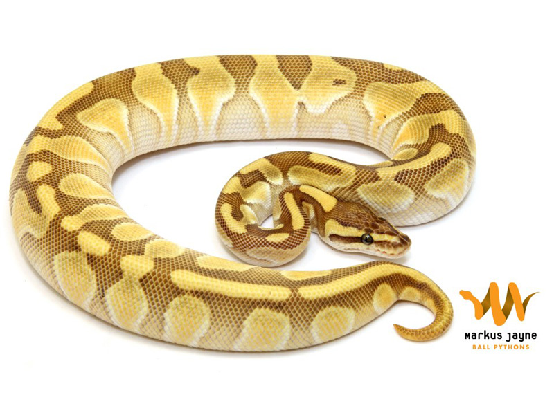 images Enchi Butter Pastel Ball Python