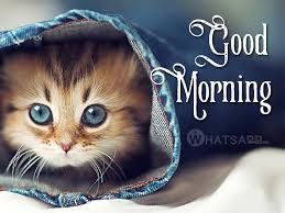 Featured image of post Good Morning Images With Cute Cats