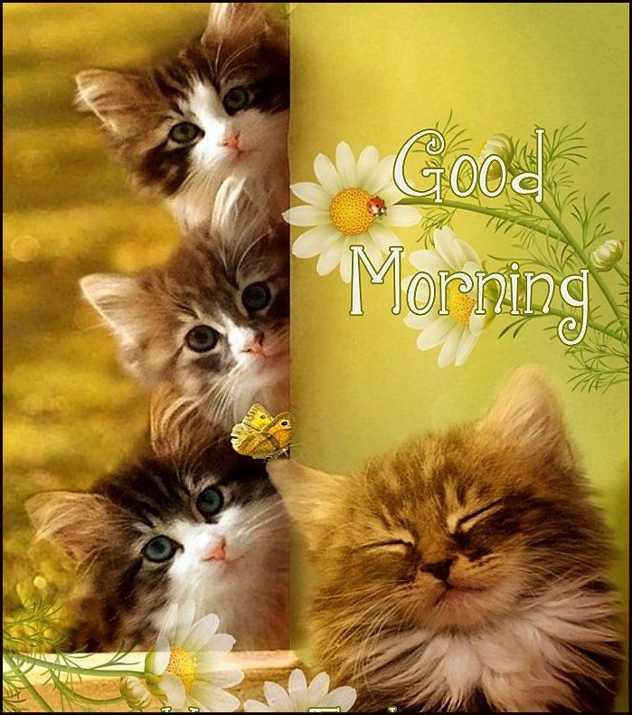 images Good Morning Images With Cute Cats