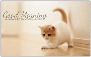 wallpapers Good Morning Images With Cute Cats