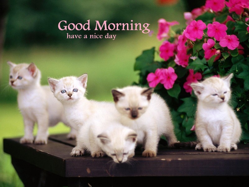 wallpapers Good Morning Images With Cute Cats