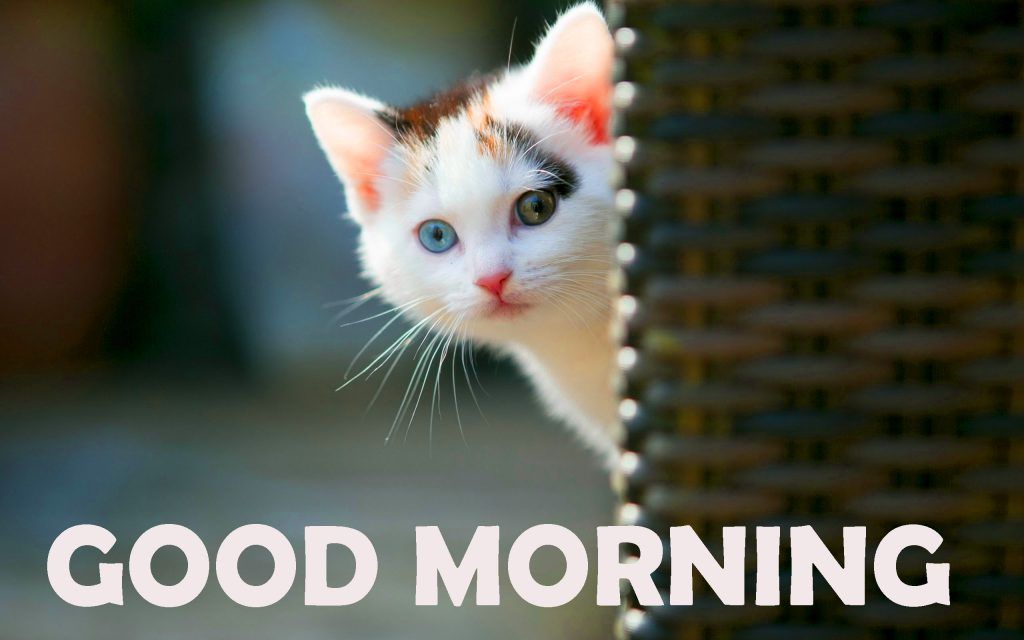 pix Good Morning Images With Cute Cats