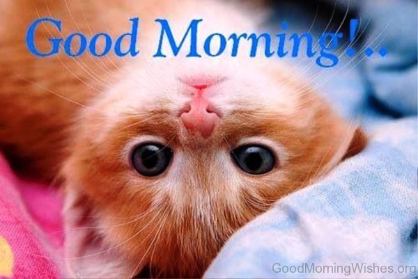 pix Good Morning Images With Cute Cats