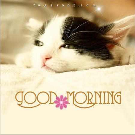 images Good Morning Pictures With Cats