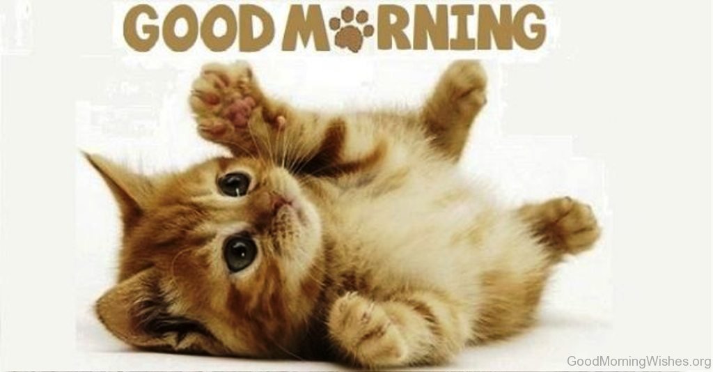 picture Good Morning Pictures With Cats