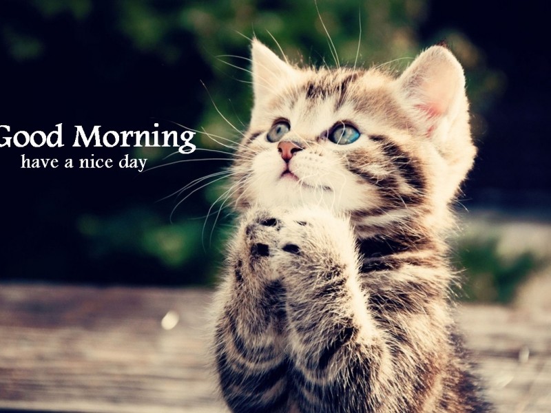 photo Good Morning Pictures With Cats