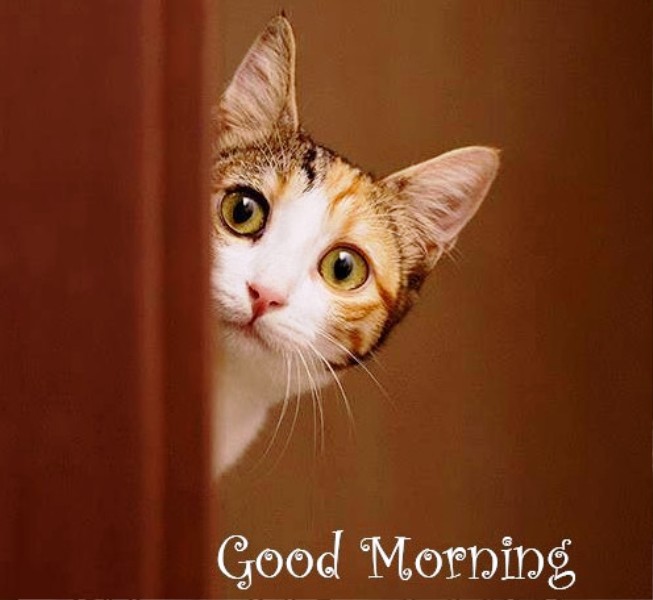 wallpapers Good Morning Pictures With Cats