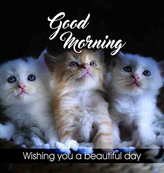 pics Good Morning With Cats Gif