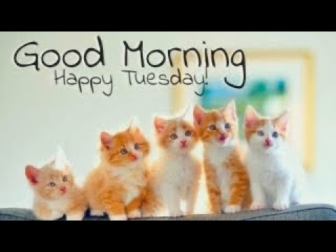 pic Good Morning With Cats Gif