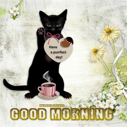 pics Good Morning With Cats Gif