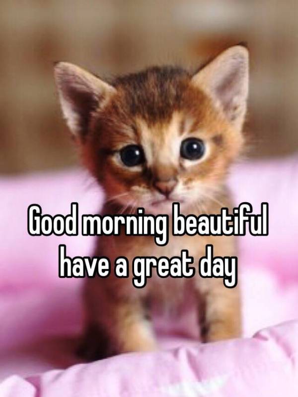 pix Good Morning With Cats Gif