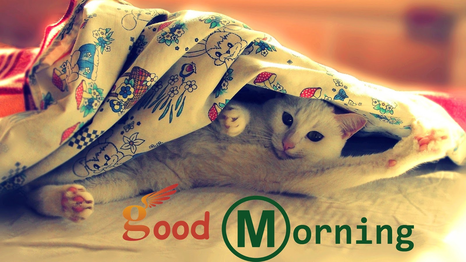 photo Good Morning With Cats Gif