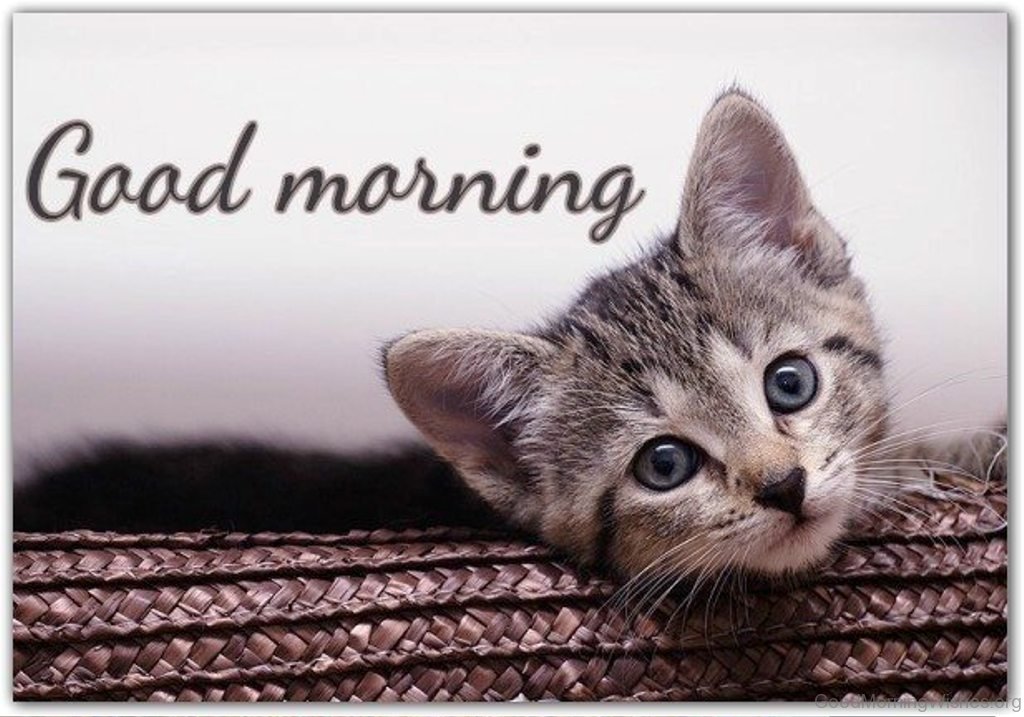 photo Good Morning With Cats Images