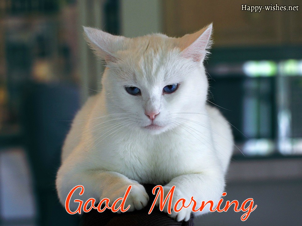 pic Good Morning With Cats Images