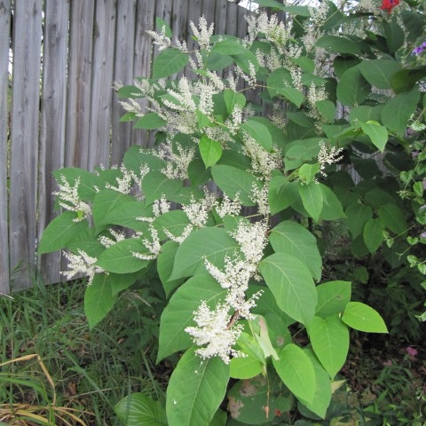 Featured image of post Japanese Knotweed Flowers Pictures