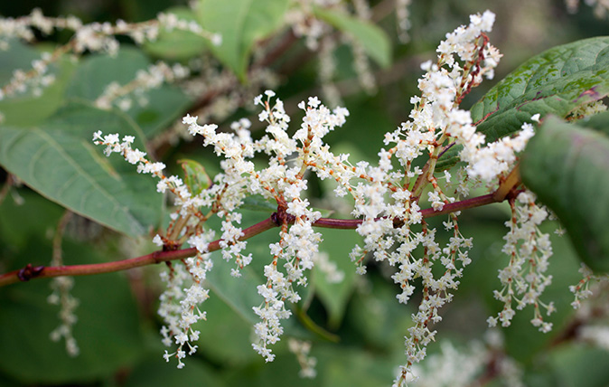 wallpapers Japanese Knotweed Flowers Pictures