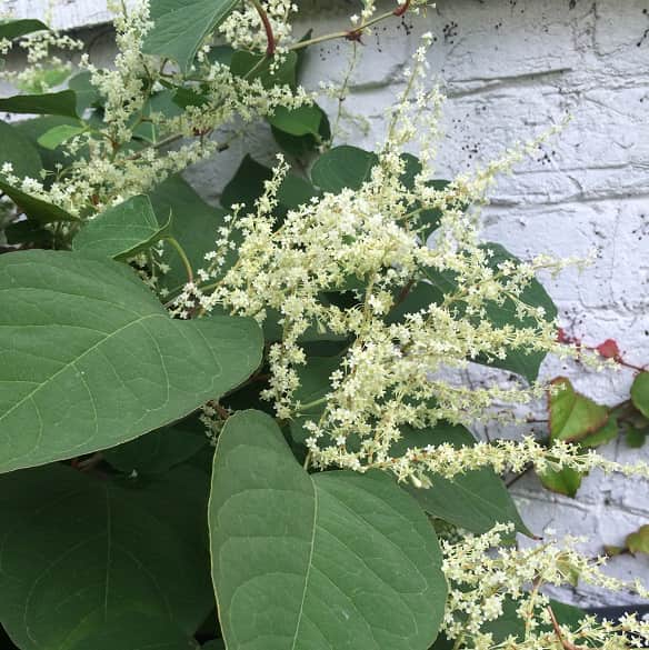 pic Japanese Knotweed Flowers Pictures