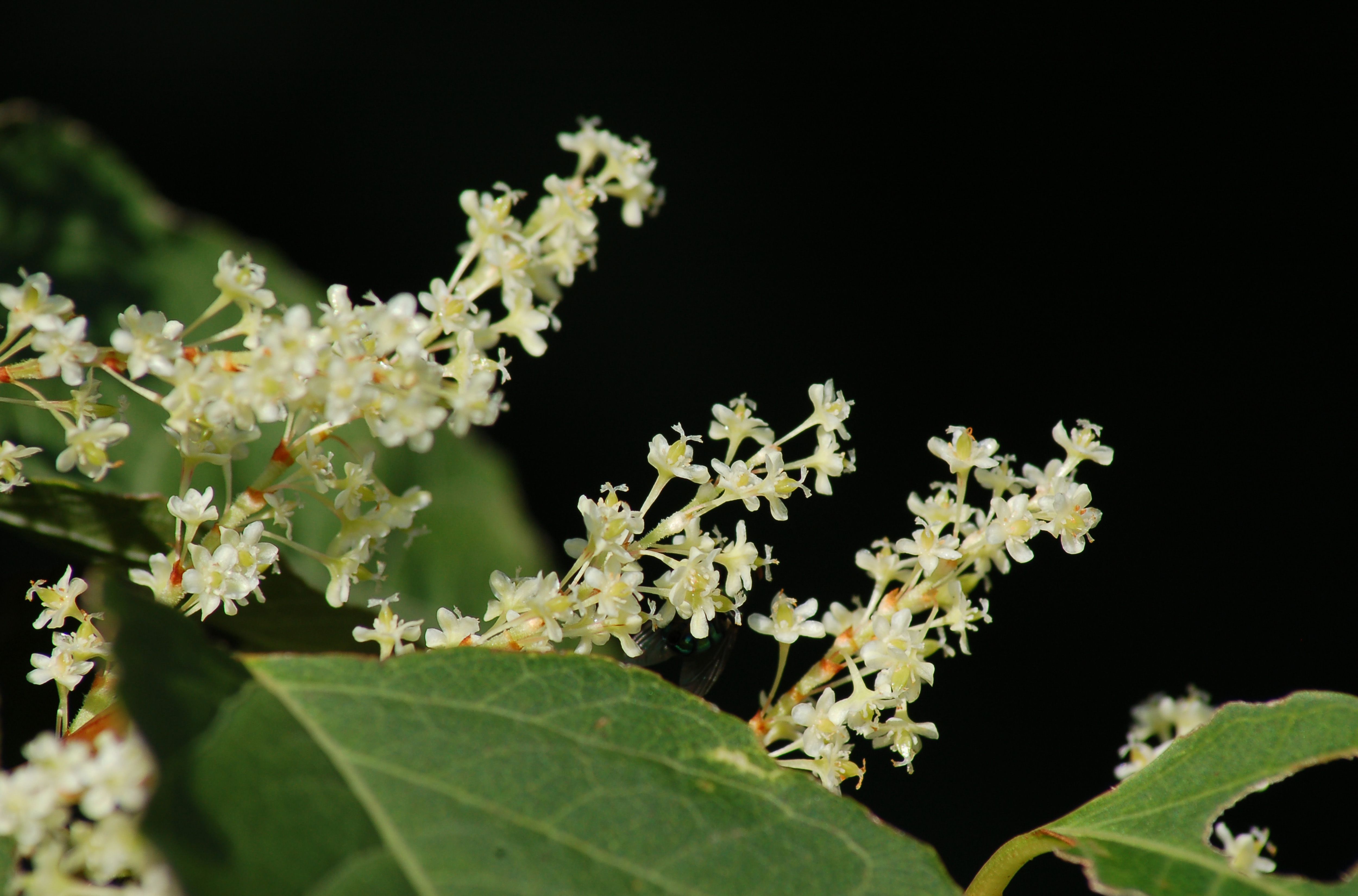 pics Japanese Knotweed Flowers Pictures