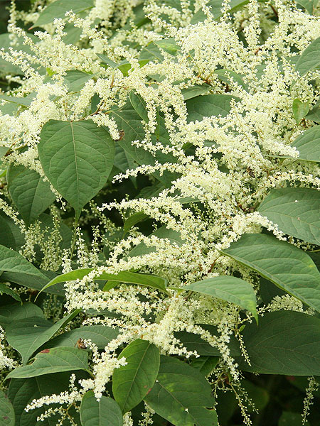 photo Japanese Knotweed Flowers Pictures