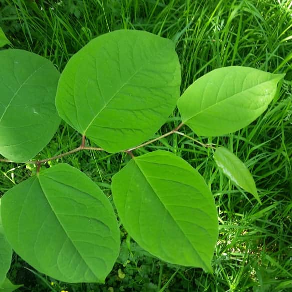 Featured image of post Japanese Knotweed Pictures Leaf