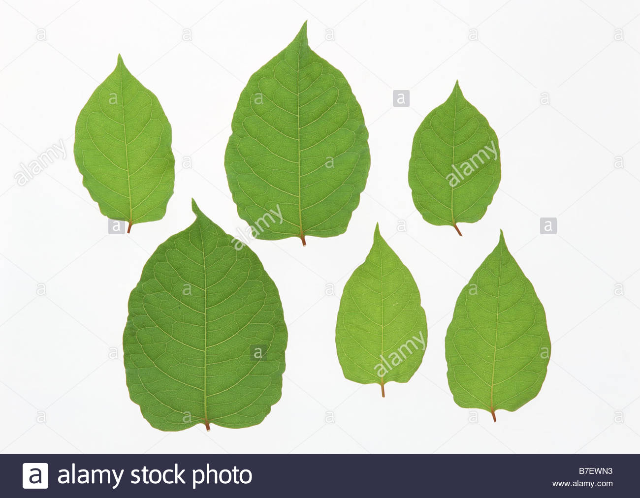 pix Japanese Knotweed Pictures Leaf