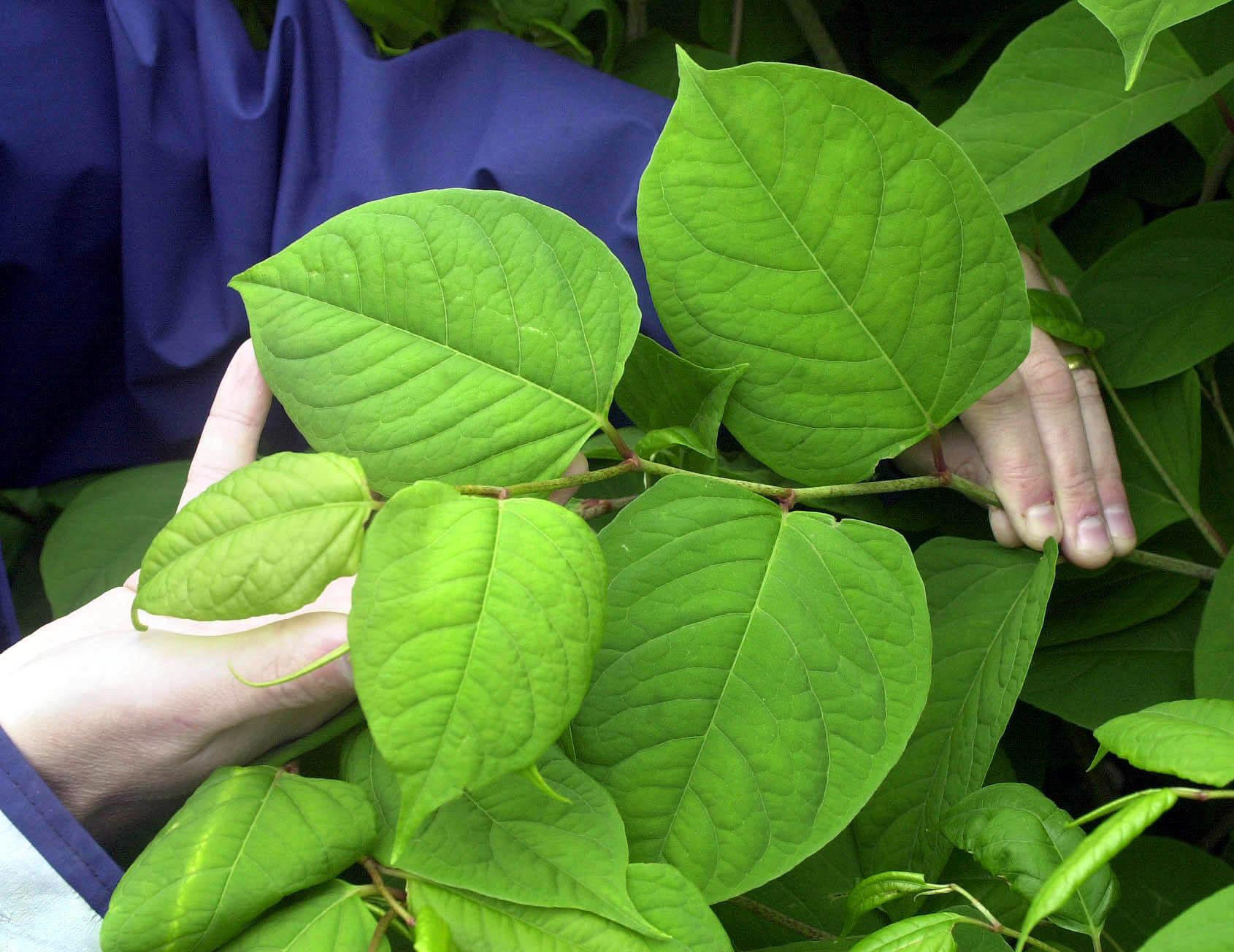 picture Japanese Knotweed Pictures Leaf