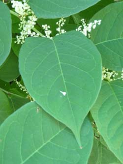 picture Japanese Knotweed Pictures Leaf