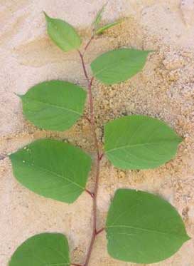 pics Japanese Knotweed Pictures Leaf