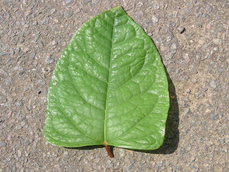 pic Japanese Knotweed Pictures Leaf