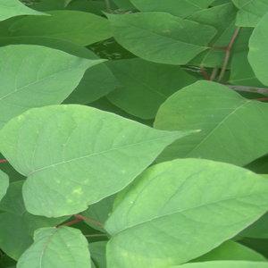 pics Japanese Knotweed Pictures Leaf