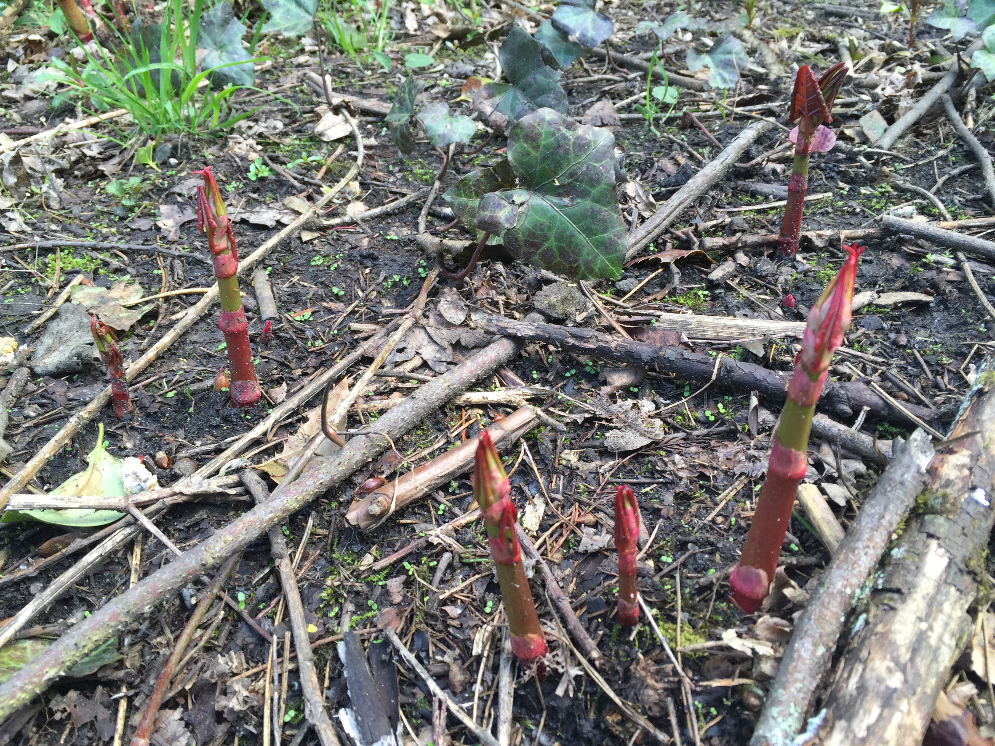 Featured image of post Japanese Knotweed Shoots Pictures