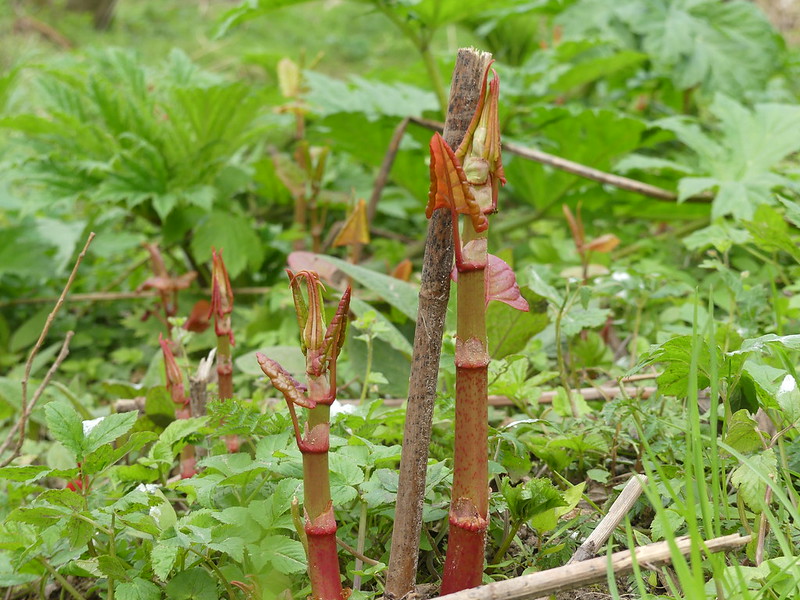 photo Japanese Knotweed Shoots Pictures