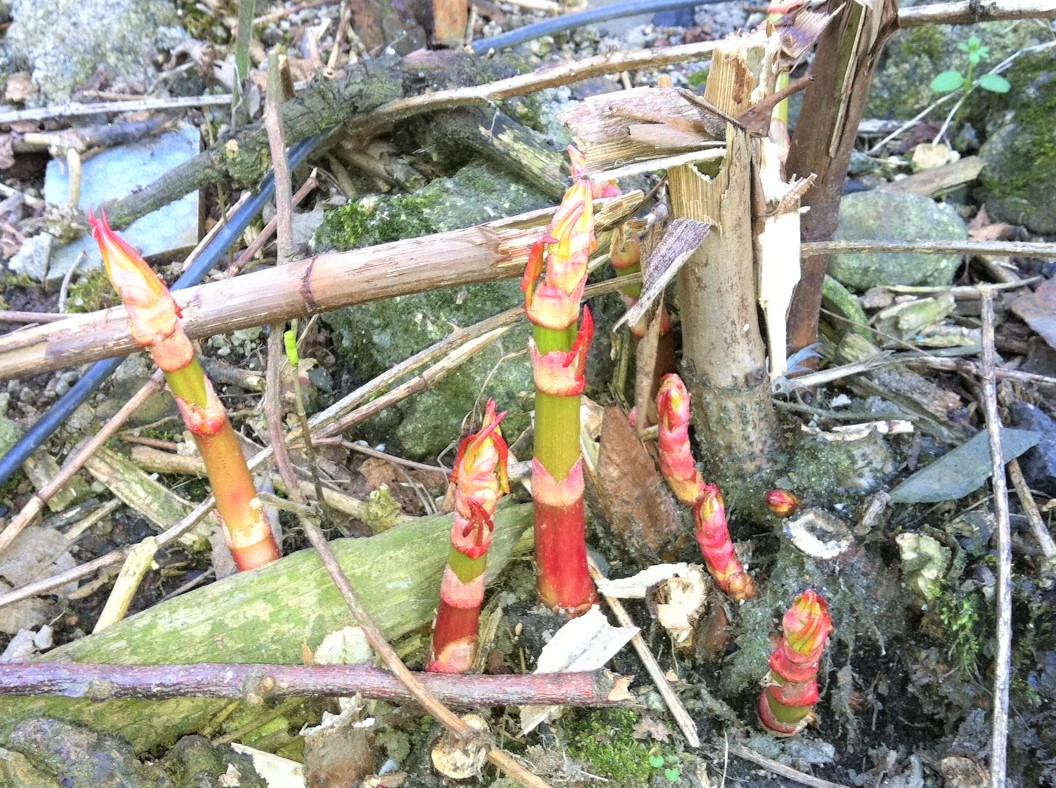 photo Japanese Knotweed Shoots Pictures