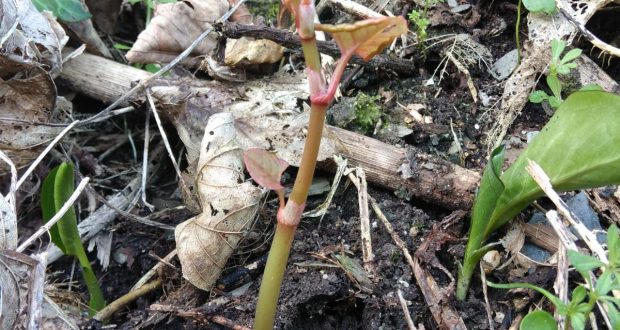 pix Japanese Knotweed Shoots Pictures