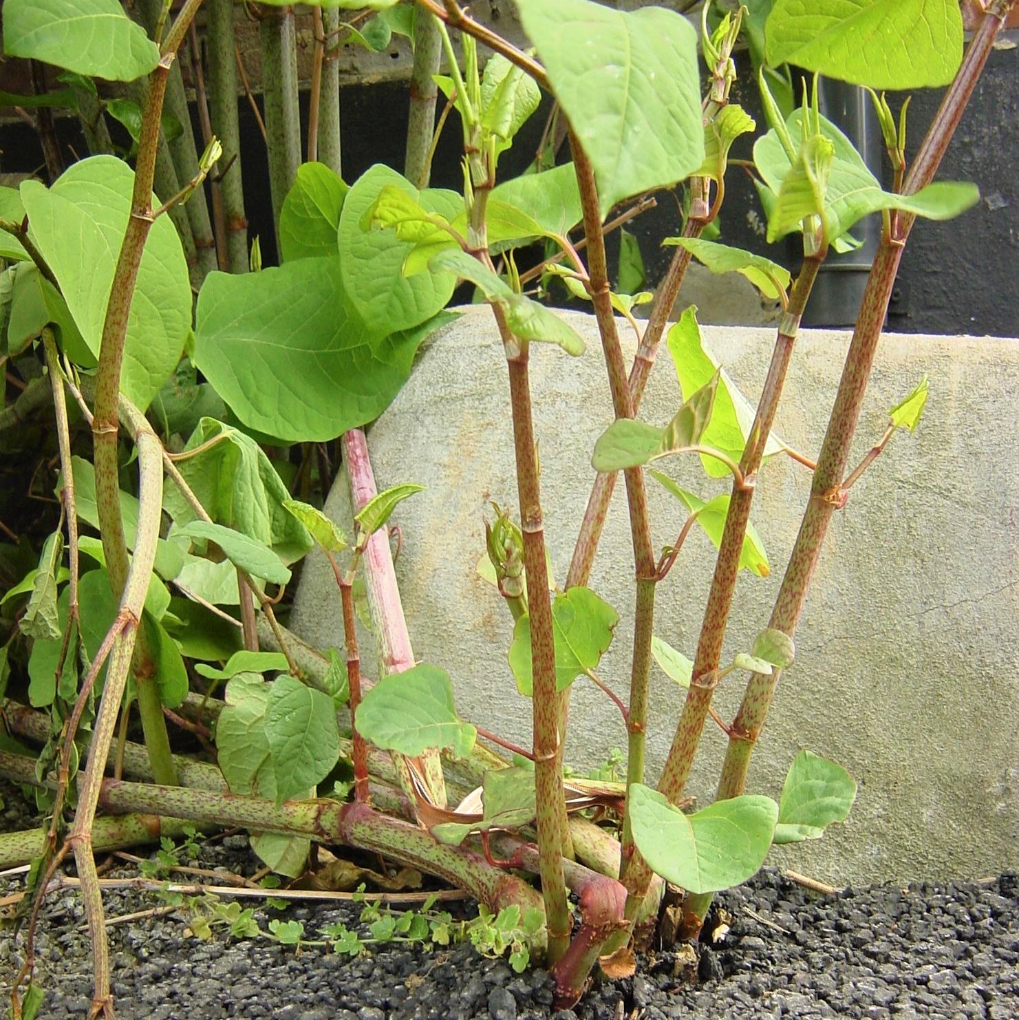 photo Japanese Knotweed Shoots Pictures