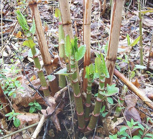 pix Japanese Knotweed Shoots Pictures