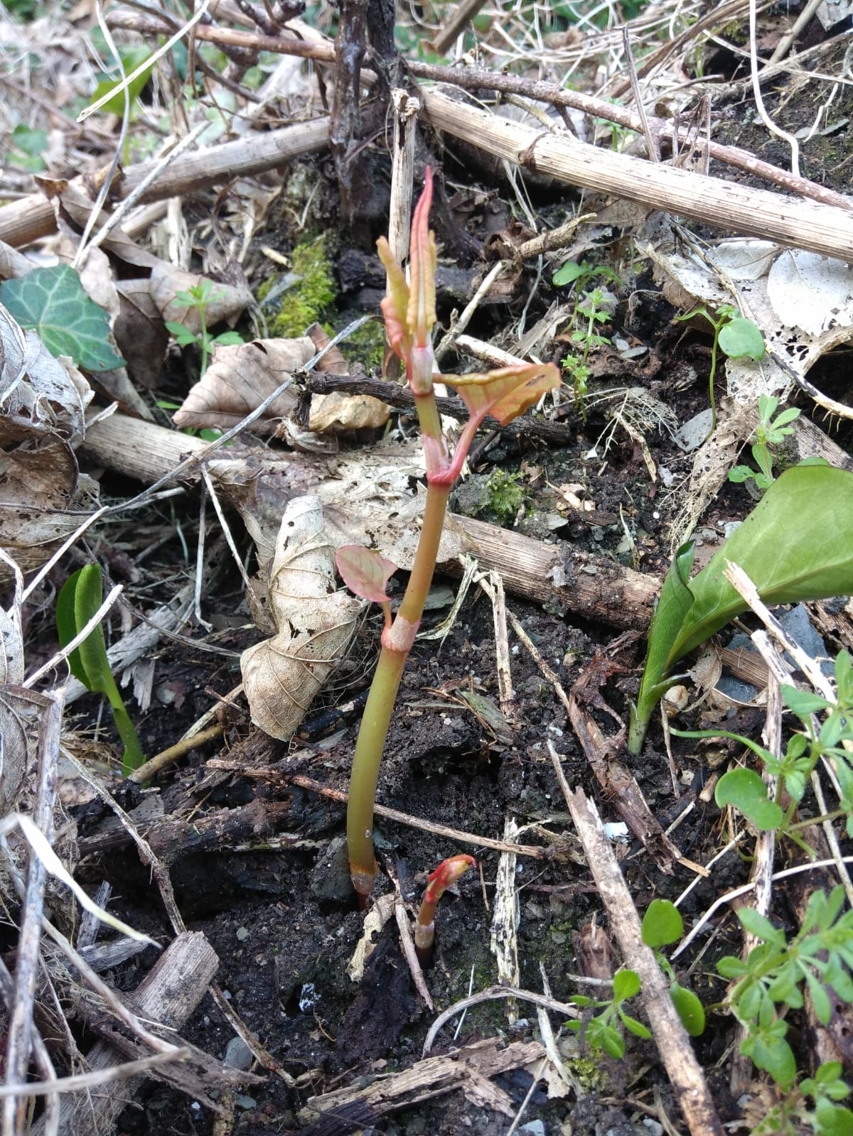 images Japanese Knotweed Shoots Pictures