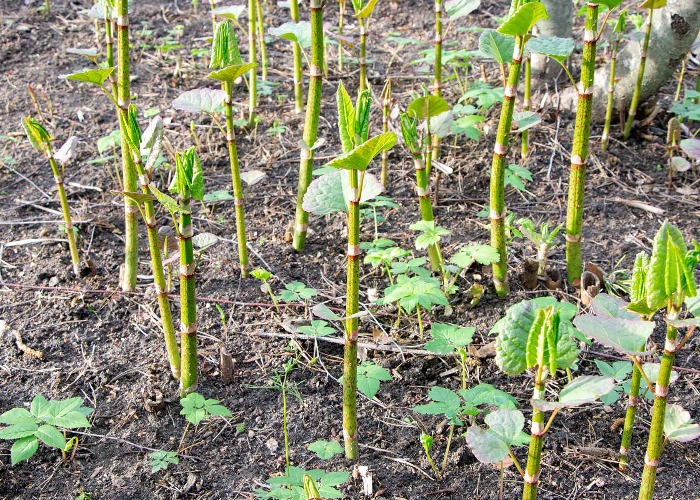 pic Japanese Knotweed Shoots Pictures