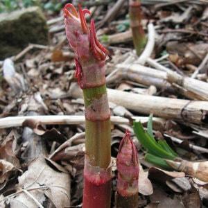 pix Japanese Knotweed Shoots Pictures