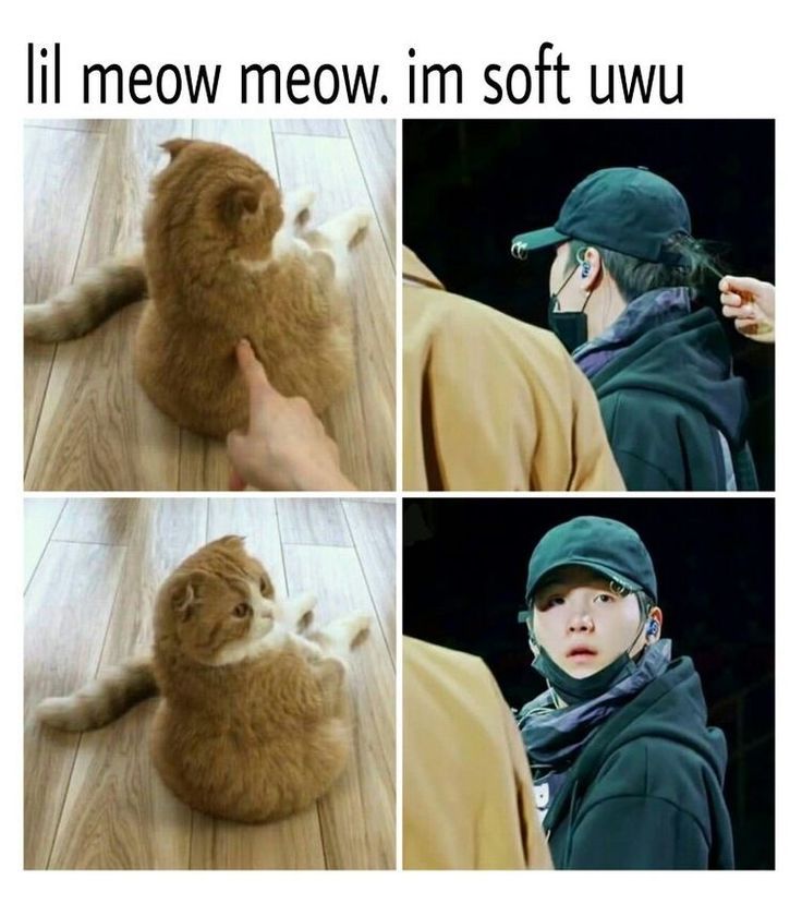 Featured image of post Lil Meow Meow Cat