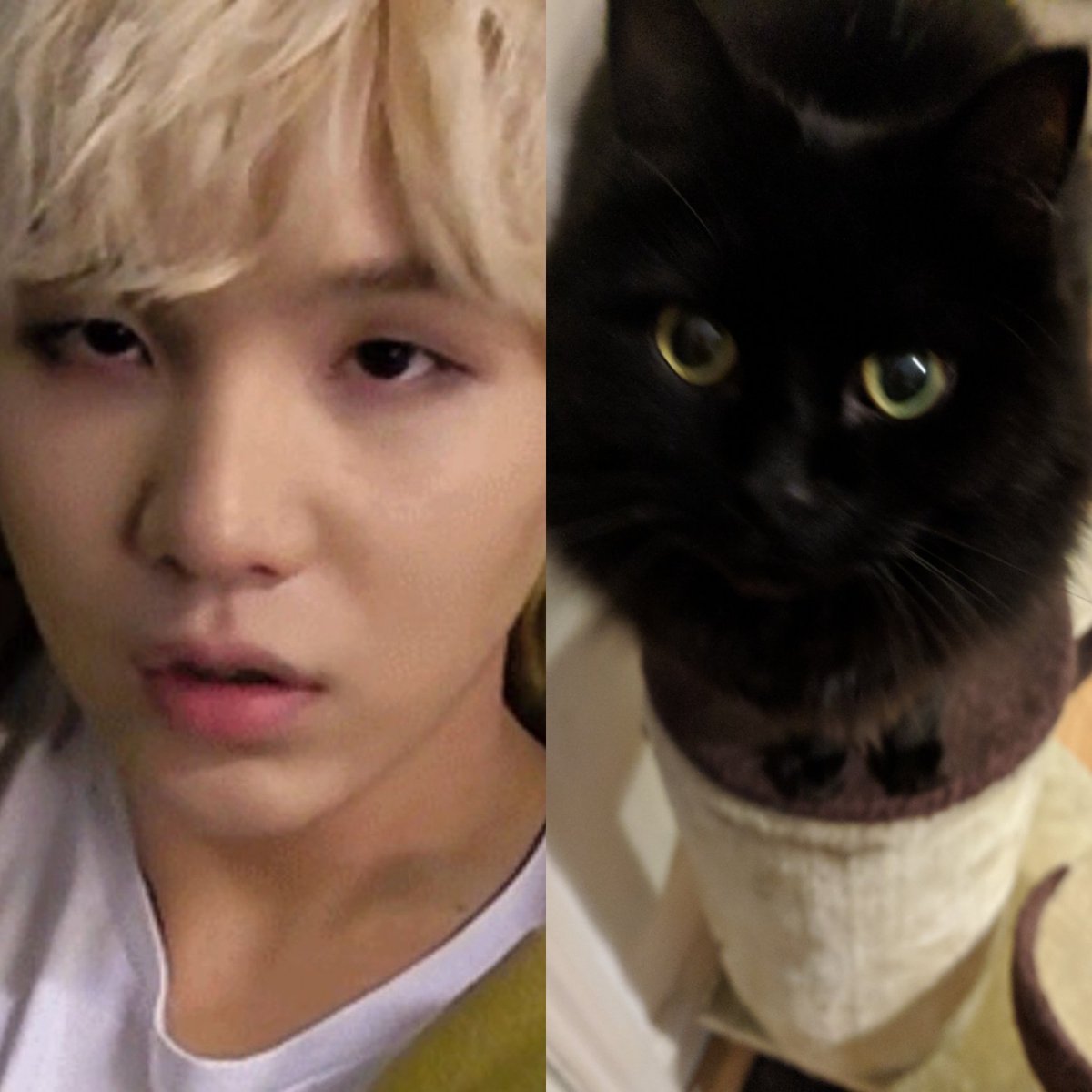 pics Lil Meow Meow Cat