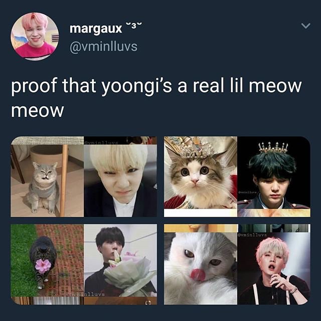 images Lil Meow Meow Cat