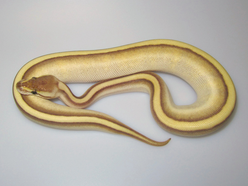 picture Pastel Butter Stripe Ball Python