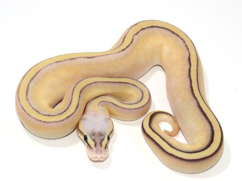 pix Pastel Butter Stripe Ball Python