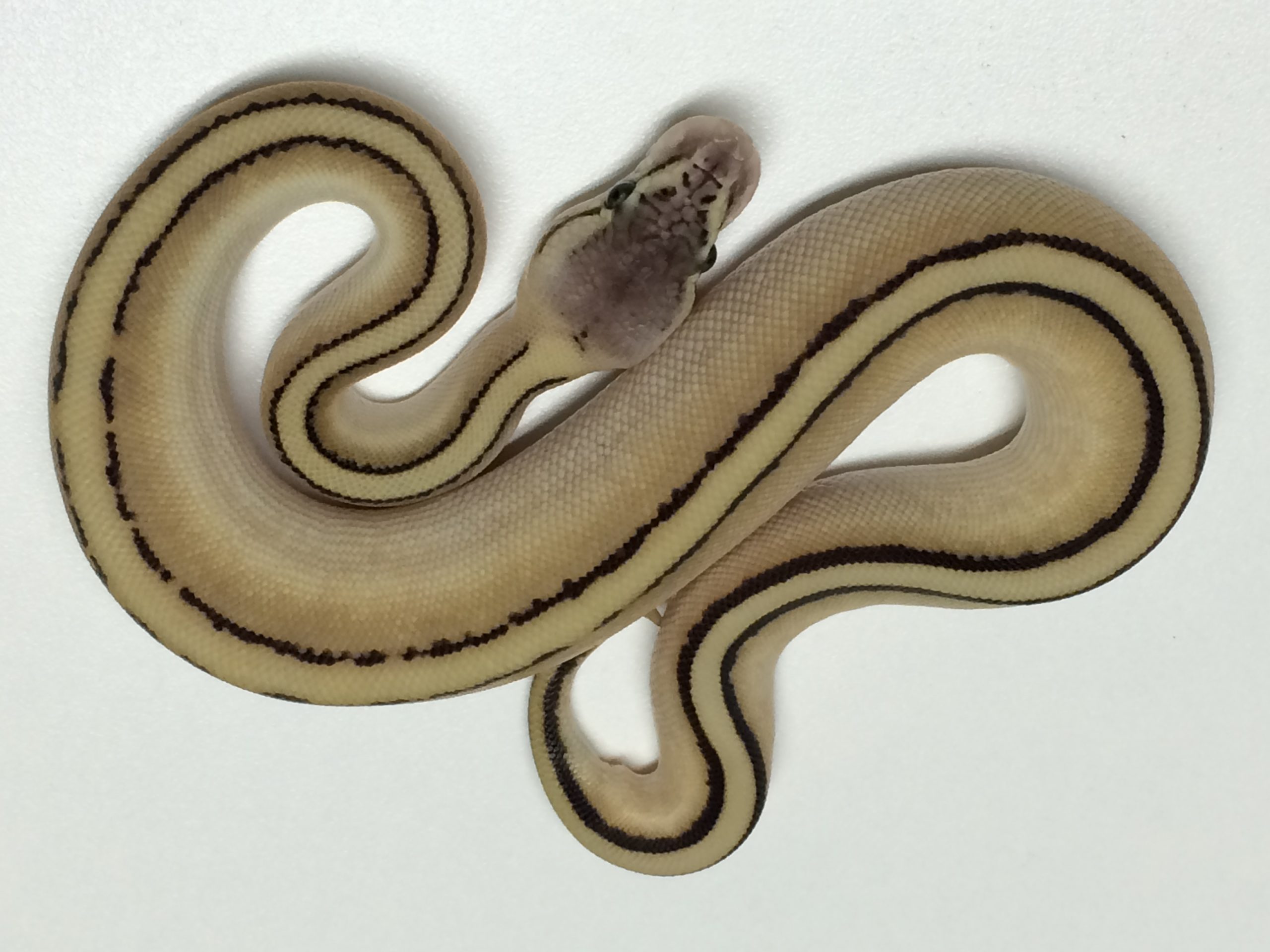 pix Pastel Butter Stripe Ball Python