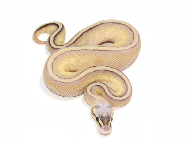 pix Pastel Butter Stripe Ball Python