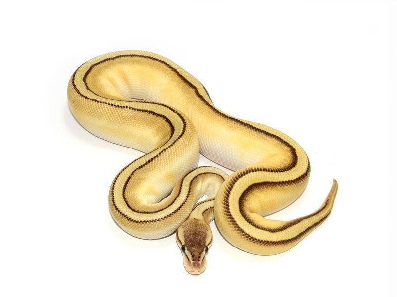 wallpapers Pastel Butter Stripe Ball Python