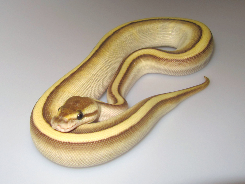 photo Pastel Butter Stripe Ball Python