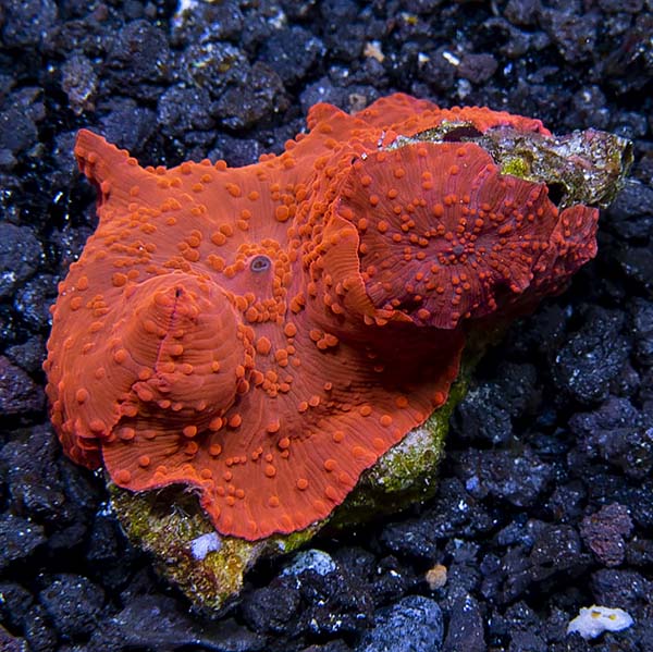 Featured image of post Red Mushroom Coral